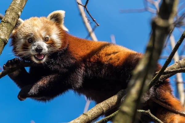 O panda vermelho, Ailurus fulgens, também chamado de panda menor . — Fotografia de Stock