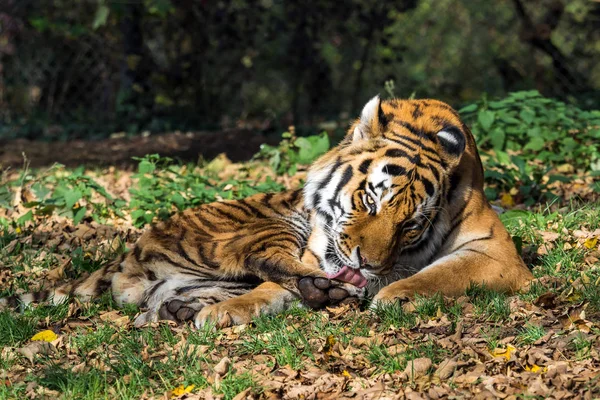 Tigrul siberian, Panthera tigris altaica în grădina zoologică — Fotografie, imagine de stoc
