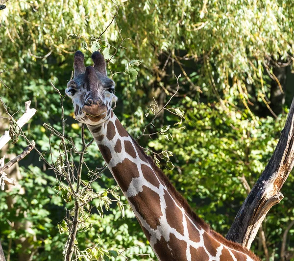 La giraffa, Giraffa camelopardalis è un mammifero africano — Foto Stock