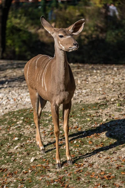 Greater kudu, Tragelaphus strepsiceros é um antílope florestal — Fotografia de Stock