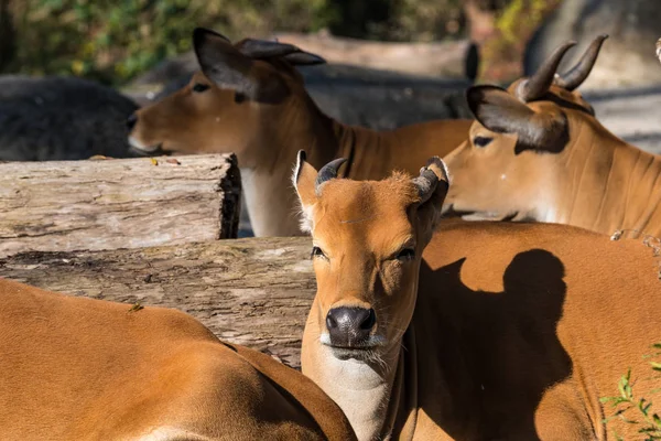 Banteng, Bos javanicus or Red Bull is a type of wild cattle.