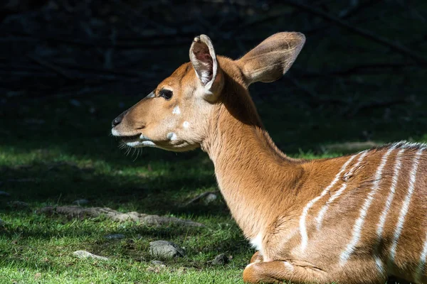 Blackbuck indiano, Antelope cervicapra ou antílope indiano . — Fotografia de Stock