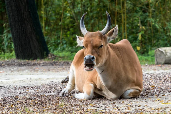 Banteng, Bos javanicus or Red Bull is a type of wild cattle.