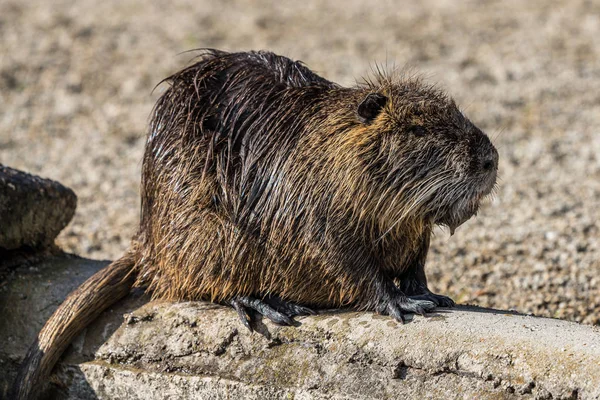 Beverrat, Myocastor coypus, ook bekend als rivier rat of nutria 's — Stockfoto