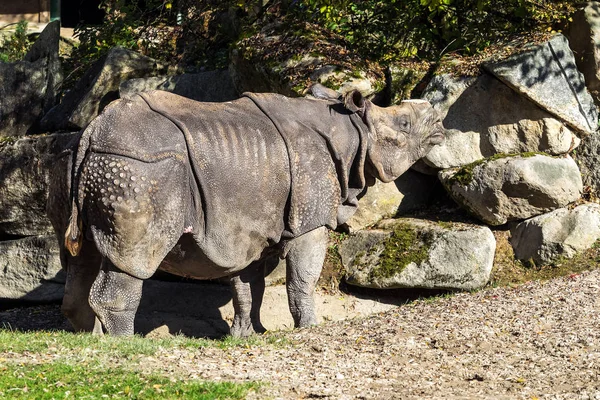 El rinoceronte indio, Rhinoceros unicornis aka Gran rinoceronte de un cuerno — Foto de Stock