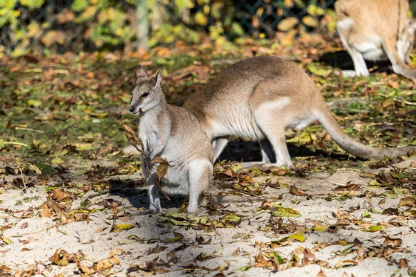 Den Agila vallaby, Macropus agilis kallas även den sandiga vallaby — Stockfoto