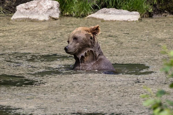 Urso pardo europeu, ursus arctos em um parque — Fotografia de Stock