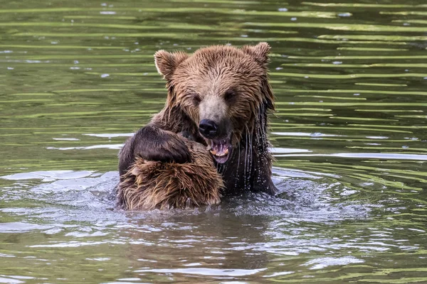 Europäischer Braunbär, Ursus arctos in einem Park — Stockfoto