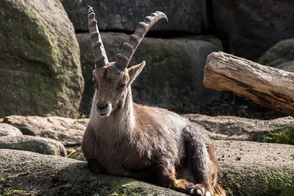 Erkek dağ dağ keçisi ya da bir kayaya oturan capra ibex — Stok fotoğraf