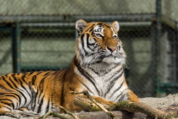 The Siberian tiger,Panthera tigris altaica in the zoo — Stock Photo, Image