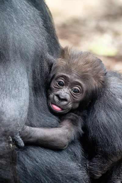 Um gorila bebê bonito segurando em sua mãe — Fotografia de Stock