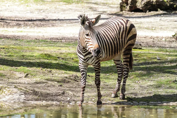 Hartmann hegyi zebrája, Equus zebra hartmannae. Egy veszélyeztetett zebra — Stock Fotó