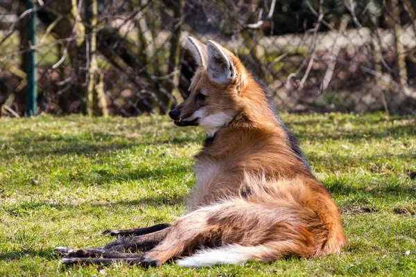 The Maned Wolf, Chrysocyon brachyurus is the largest canid of South America — Stock Photo, Image