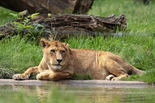 Az oroszlán, Panthera leo egyike a négy nagy macskák-ban a Panthera génuszba tartozott — Stock Fotó