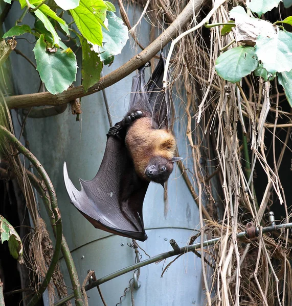 Big Bat hanging upside down, Indian flying fox Pteropus giganteus