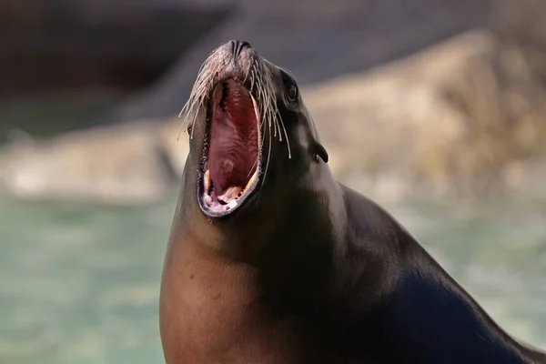 El lobo marino sudamericano Otaria flavescens en el zoológico —  Fotos de Stock