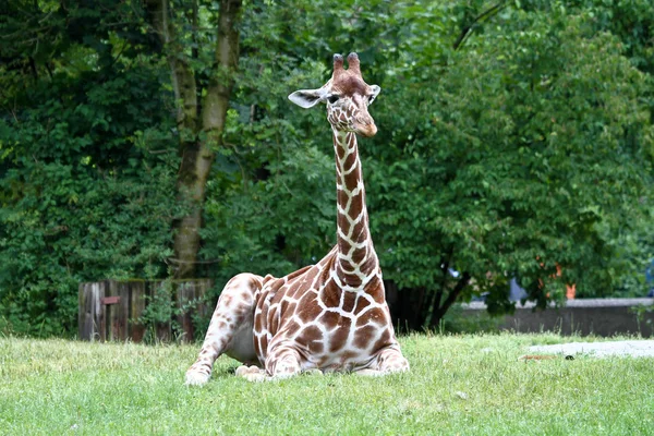 La giraffa, Giraffa camelopardalis è un mammifero africano — Foto Stock