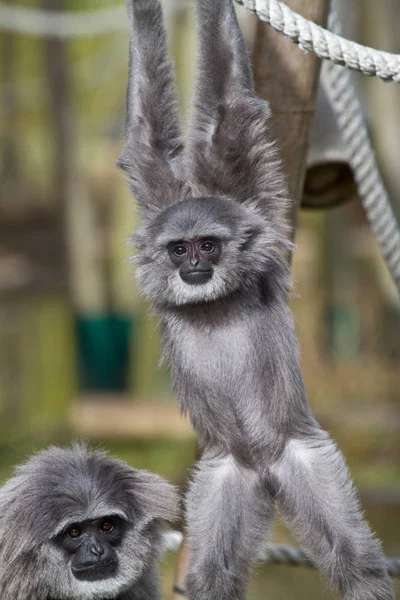 Siamang, Symphalangus syndactylus es un gibón arbóreo de piel negra — Foto de Stock