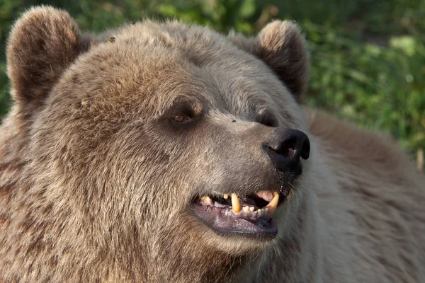 Avrupa boz ayı, ursus arctos bir parkta — Stok fotoğraf