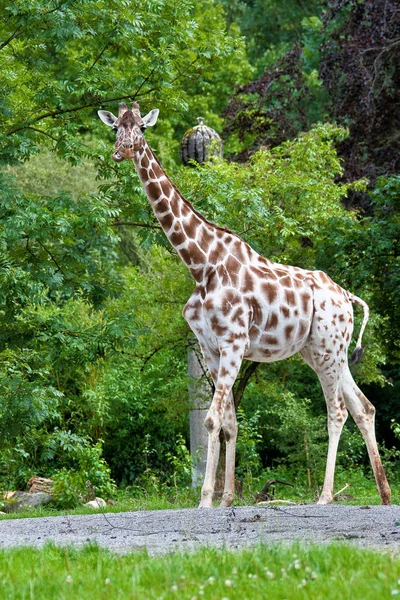 La giraffa, Giraffa camelopardalis è un mammifero africano — Foto Stock