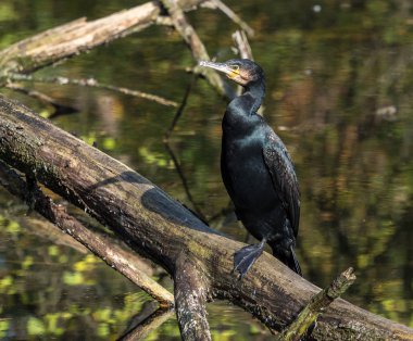 Büyük karabatak, Phalacrocorax carbo onun tüyleri kurutma.