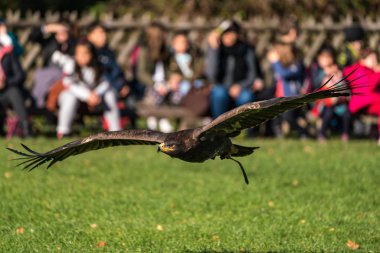 Harris'in Şahin, Parabuteo unicinctus, Şahin defne kanatlı veya gölgeli Şahin