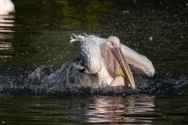 Gran Pelícano Blanco, Pelecanus onocrotalus en el zoológico — Foto de Stock