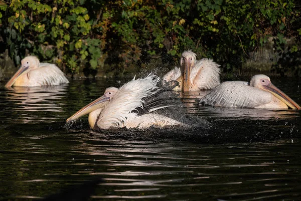 Большой белый пеликан, Pelecanus onocrotalus в зоопарке — стоковое фото