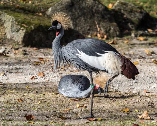 Siyah taç Crane, Balearica pavonina Hayvanat Bahçesi — Stok fotoğraf