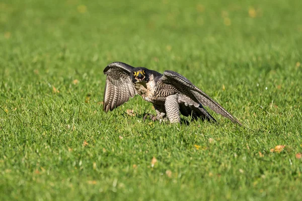 El halcón peregrino, Falco peregrinus. Los animales más rápidos del mundo . — Foto de Stock