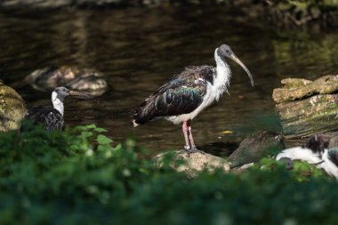 Saman boyunlu aynak Threskiornis spinicollis Hayvanat Bahçesi
