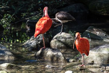Kızıl aynak Eudocimus ruber. Yaban hayatı hayvan hayvanat bahçesi