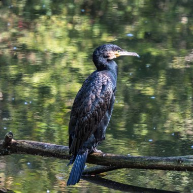 Büyük karabatak, Phalacrocorax carbo onun tüyleri kurutma.