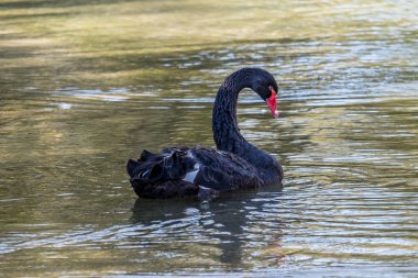 Siyah Kuğu, kuğu atratus bir Alman Doğa Parkı