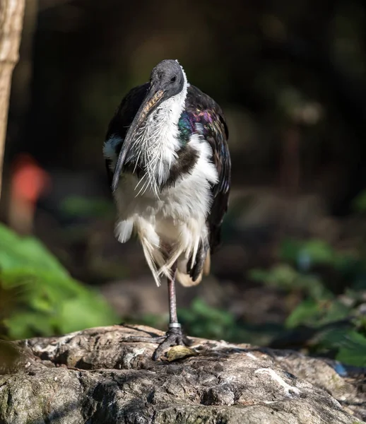 Ibis de pescoço de palha, Threskiornis spinicollis no zoológico — Fotografia de Stock