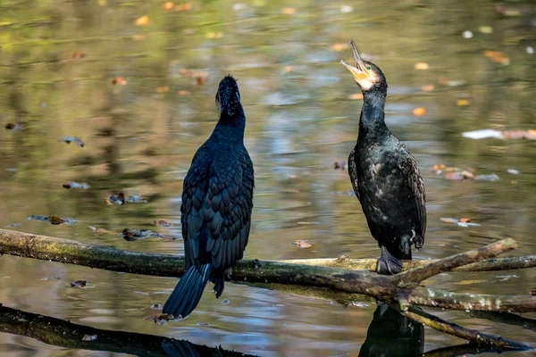 Büyük karabatak, Phalacrocorax carbo onun tüyleri kurutma.