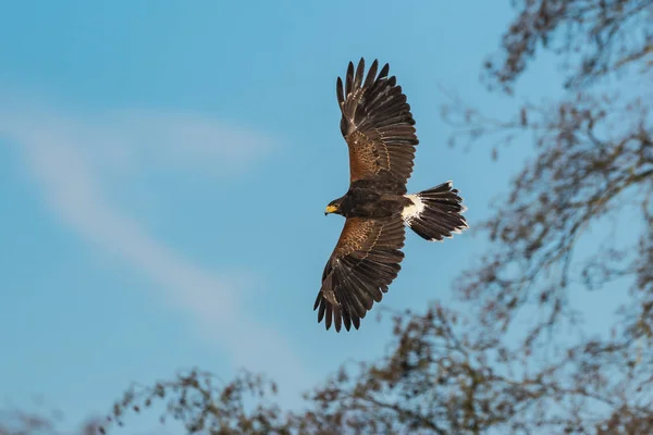 Harrisfalke, Parabuteo unicinctus, Rotflügelfalke oder Dämmerungsfalke — Stockfoto