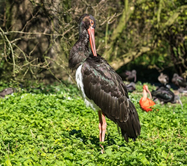 Cigogne noire, Ciconia nigra dans un parc naturel allemand — Photo