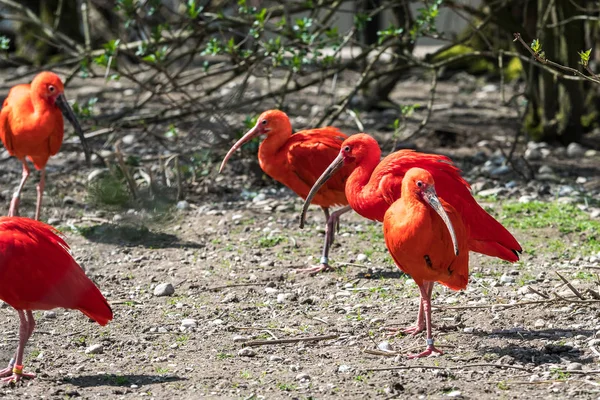 Ibis écarlate, Eudocimus ruber. Animaux sauvages dans le zoo — Photo