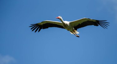 Uçan Avrupa beyaz leylek Ciconia ciconia bir Alman Doğa Parkı