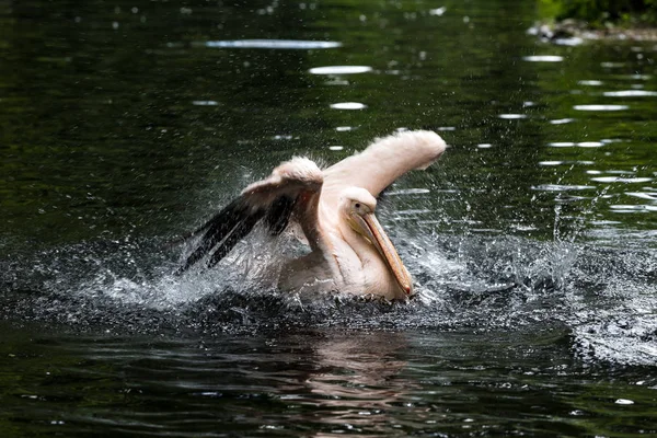 Büyük beyaz pelikan, Pelecanus onocrotalus Hayvanat Bahçesi — Stok fotoğraf