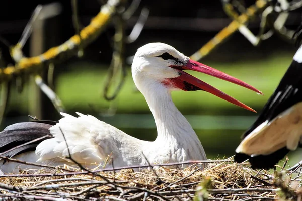 Avrupa beyaz leylek, Ciconia ciconia bir Alman Doğa Parkı — Stok fotoğraf