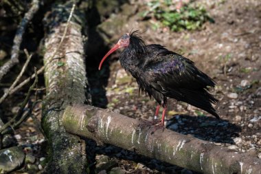 Kuzey kel aynak Geronticus eremita Hayvanat Bahçesi