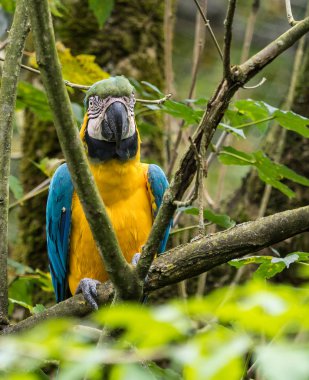 Mavi-sarı ara Ara ararauna büyük bir Güney Amerika papağanı olduğunu.