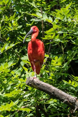 Kızıl aynak Eudocimus ruber. Yaban hayatı hayvan hayvanat bahçesi