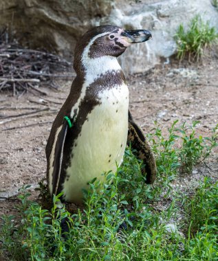 Humboldt pengueni, Spheniscus humboldti Hayvanat Bahçesi