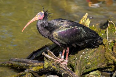 Kuzey kel aynak Geronticus eremita Hayvanat Bahçesi