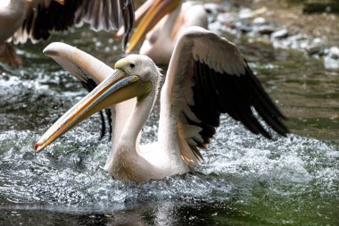Büyük beyaz pelikan, Pelecanus onocrotalus Hayvanat Bahçesi
