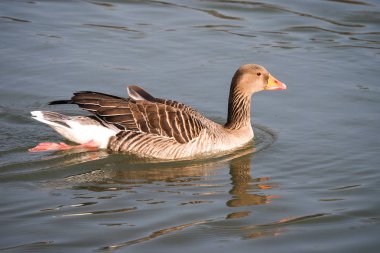 Boz kaz Anser anser büyük kaz familyasından bir