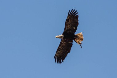 Kel kartal lat. haliaeetus leucocephalus bir parkta uçan